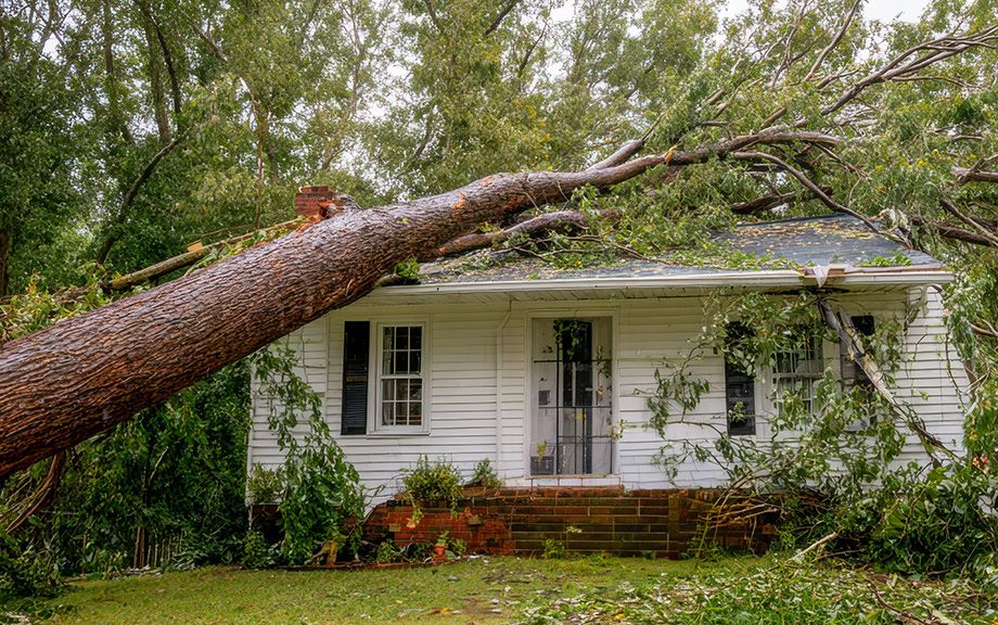tree fallen on a small white house